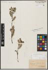 Foto von Salix aurita L.